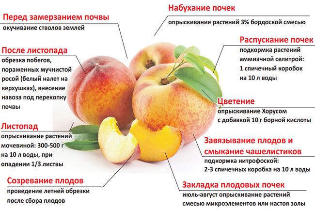 Чем подкормить персик: время подкормки, добавки и удобрения