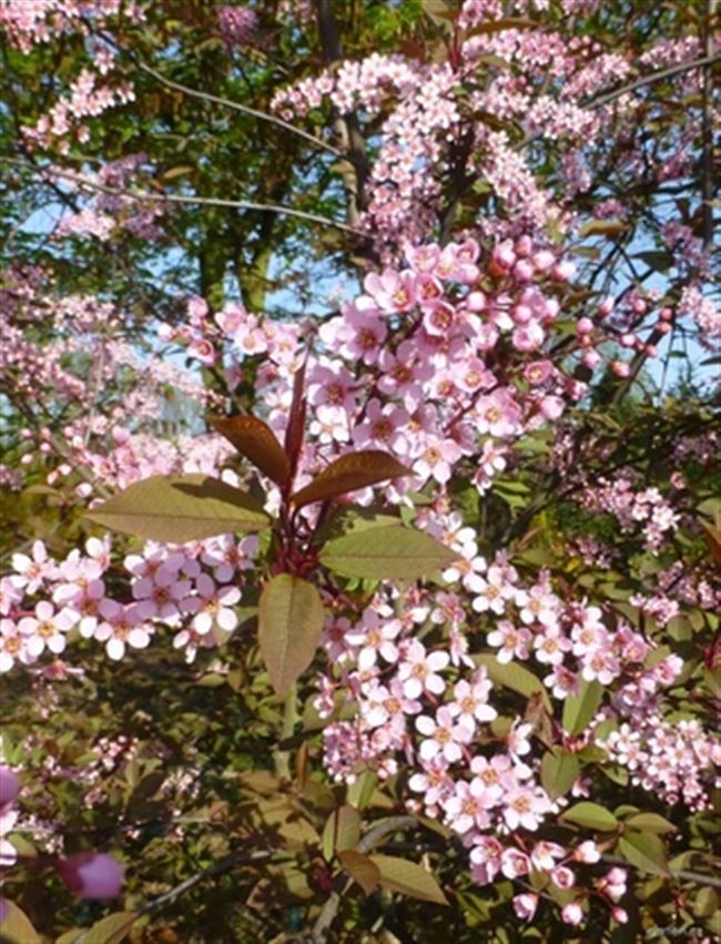 Розовая Мечта — сорт растения Черемуха