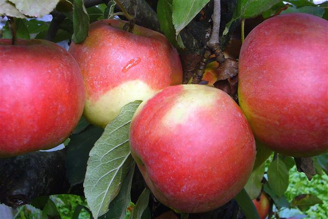 Подробное описание сорта яблони Айдаред, плюсы и минусы