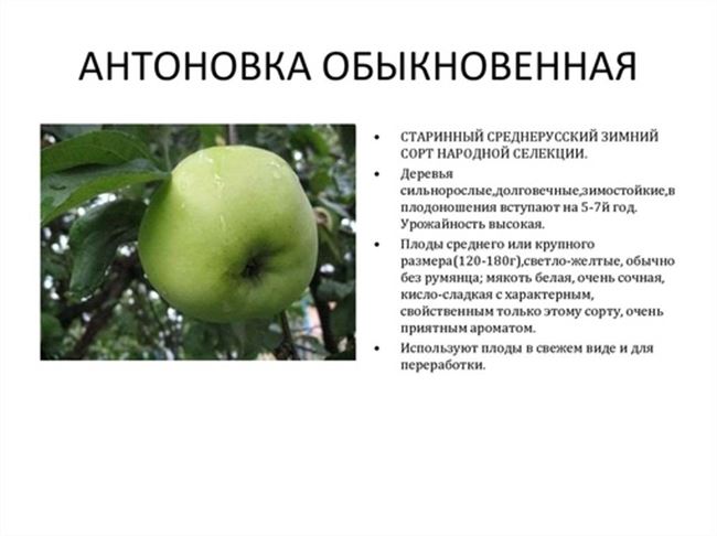 Такая разная яблоня Антоновка: описание, фото