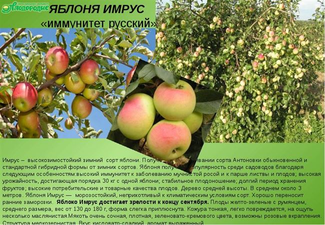 Яблоня Аркадик: описание сорта, правила выращивания и советы по уходу, отзывы