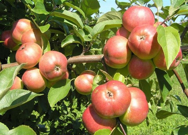 Сорт яблони Белорусское сладкое
