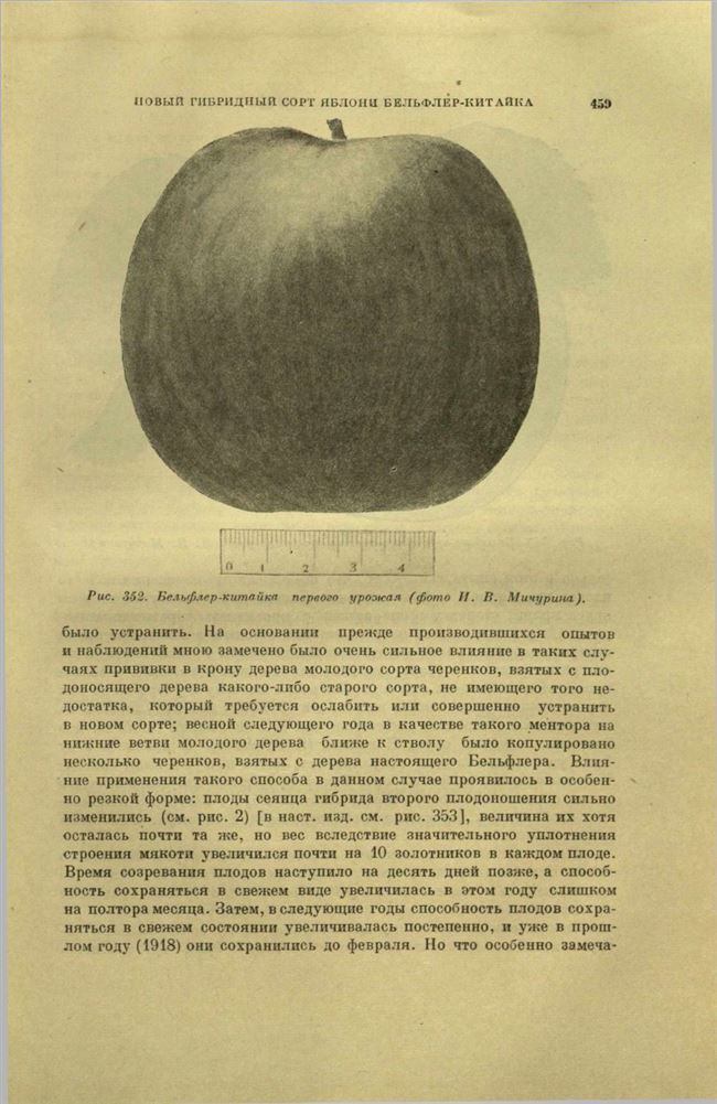 Фото и характеристика яблони Бельфлер Башкирский, рекомендации по выращиванию
