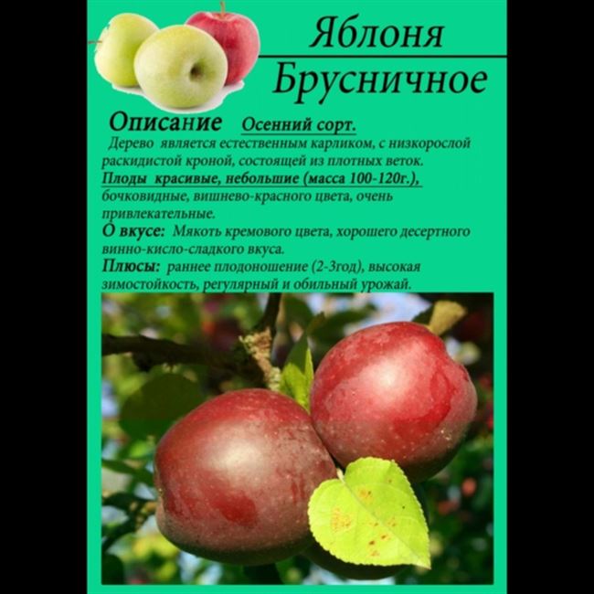 Полный перечень характеристик яблони сорта Брусничное: описание дерева и плодов, особенности ухода и выращивания, урожайность, фото яблок.