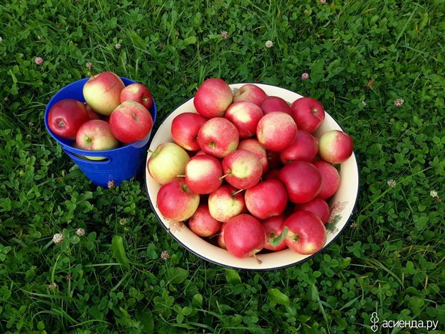 Сорт яблони Веньяминовское — любимица садоводов
