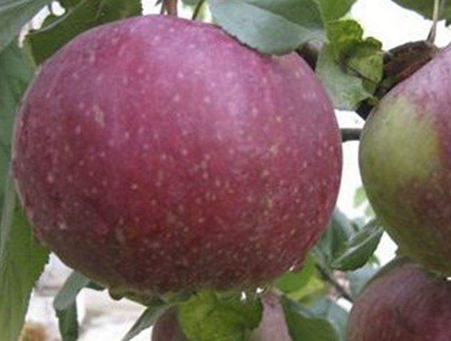 Яблоня Весялина — Сорта яблони  — Сорта плодово-ягодных культур — Сайт о садоводстве
