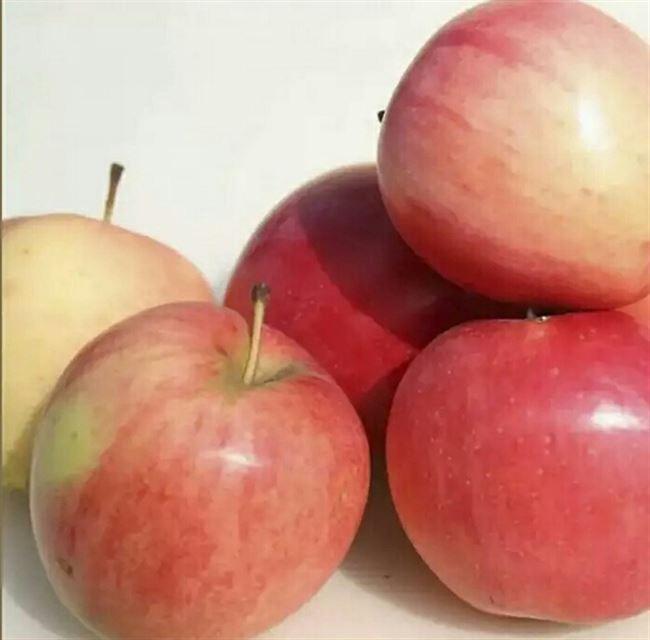 Описание сорта яблони Волжская красавица