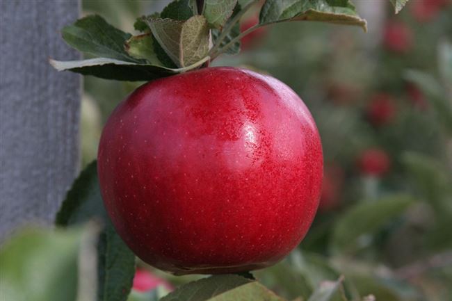 Яблоки сорта Гала, особенности выращивания и уход за яблоней