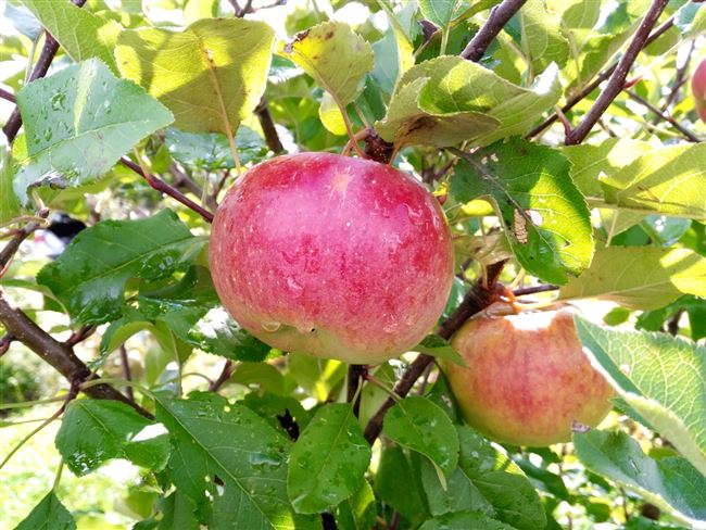 Описание сорта яблони Джонатан: фото яблок, важные характеристики, урожайность с дерева