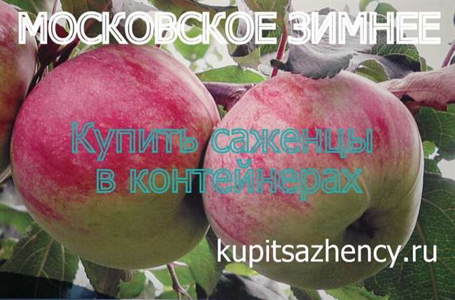 Яблоня Жебровское — описание сорта и фото