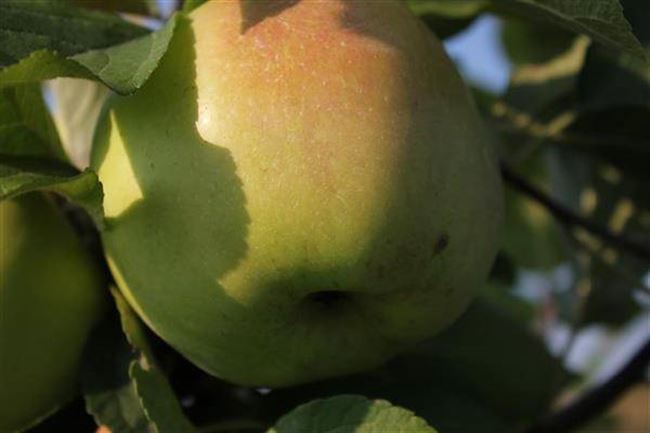 Описание сорта яблони Золотое Летнее: посадка, уход, болезни и вредители