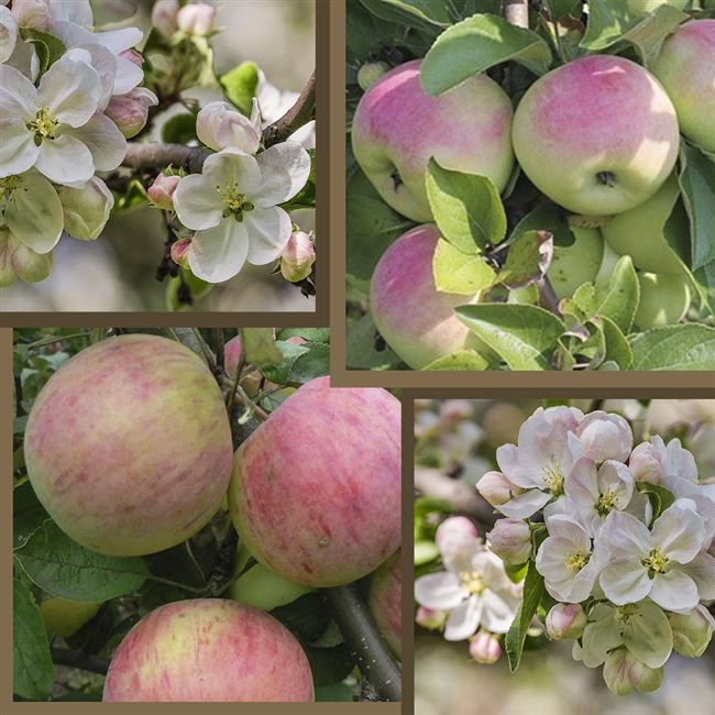 Яблоня Имрус: описание сорта и характеристики, выращивание, посадка и уход с фото