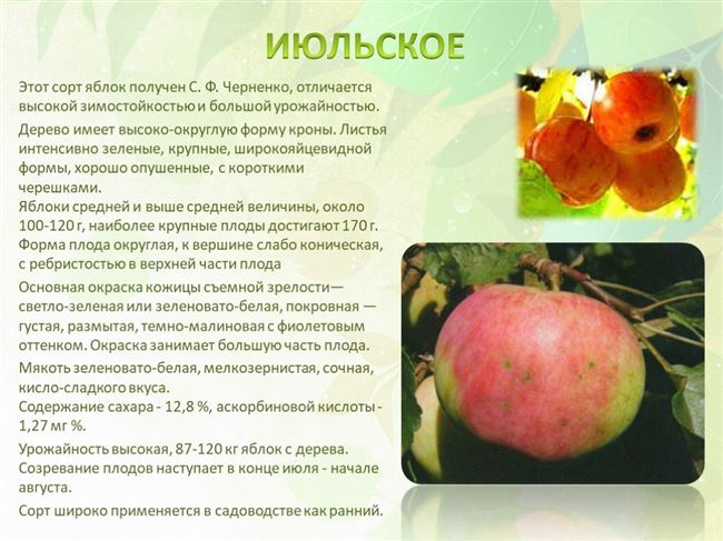✅ О яблоне Июльское Черненко: описание и характеристики сорта, посадка и уход