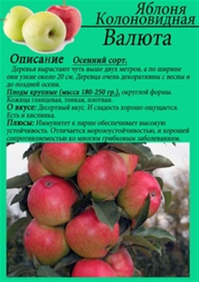 Кармелита — сорт растения Яблоня декоративная