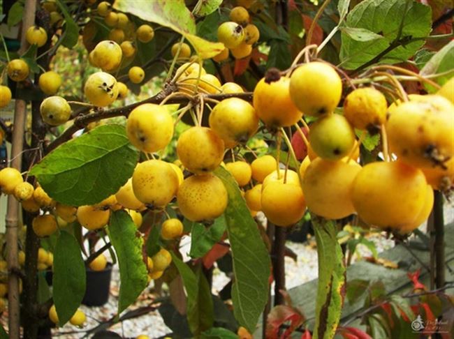 Яблоня Китайка золотая: особенности сорта и ухода
