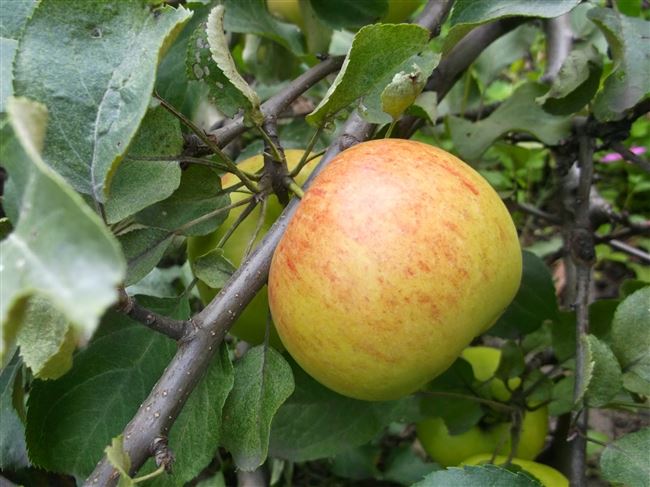 Сорт яблони коричное полосатое — описание, характеристика, вредители. Преимущества, недостатки сорта коричневое. Особенности посадки коричного полосатого.