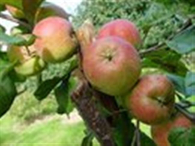 Зимняя группа сортов яблони — Сайт tverskie-sadovody