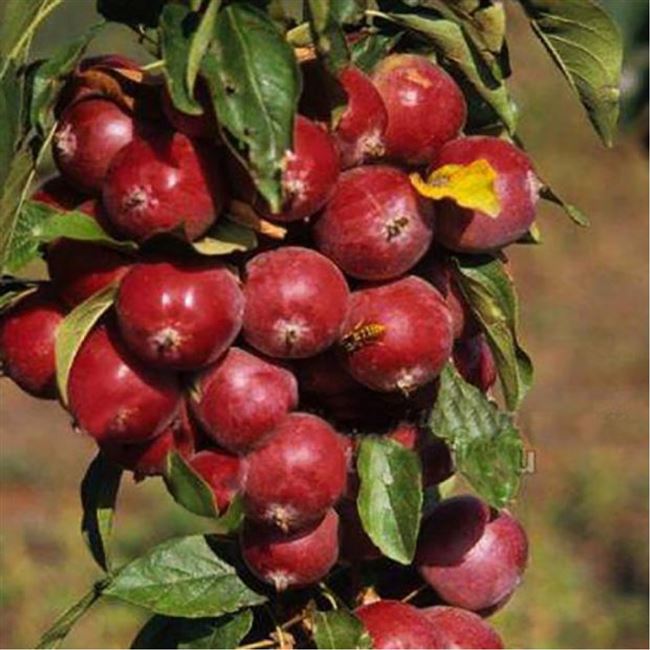 Манящий Аромат - сорт растения Яблоня декоративная