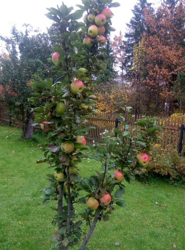 Описание сорта яблони Московское ожерелье: фото яблок, важные характеристики, урожайность с дерева