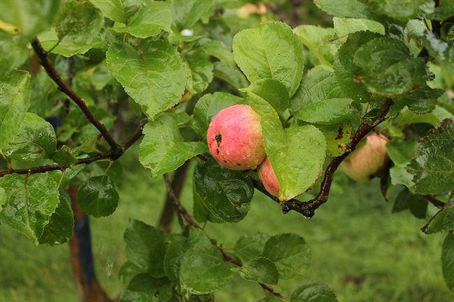 Яблоня Розовый Налив: описание, фото, отзывы