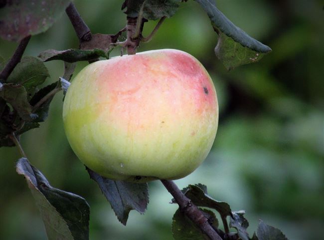 Сорт яблони Нимфа. Описание, фото, отзывы