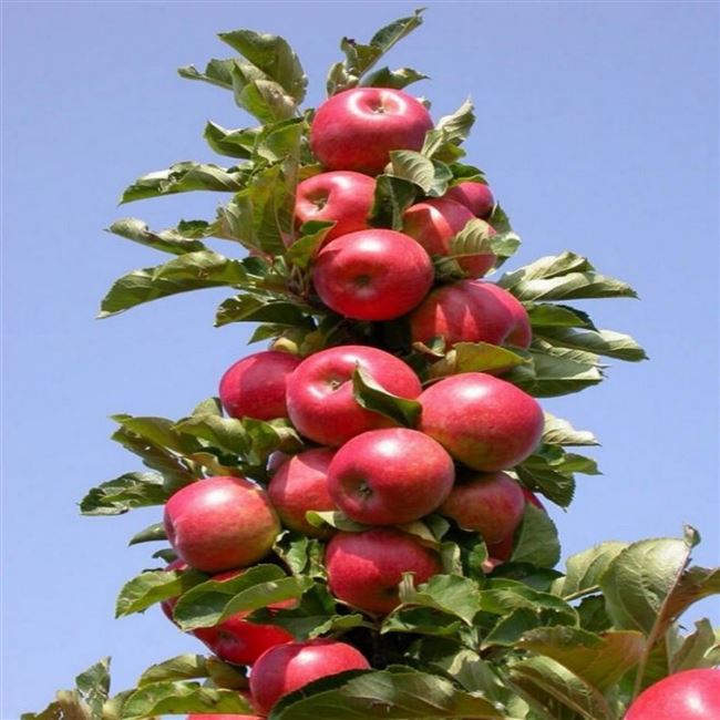 Характеристика колоновидной яблони Останкино