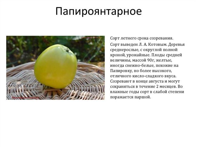 Описание сорта яблони Папироянтарное: фото яблок, важные характеристики, урожайность с дерева