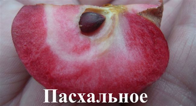 Яблоня сорта Пасхальное: описание сорта, характеристики