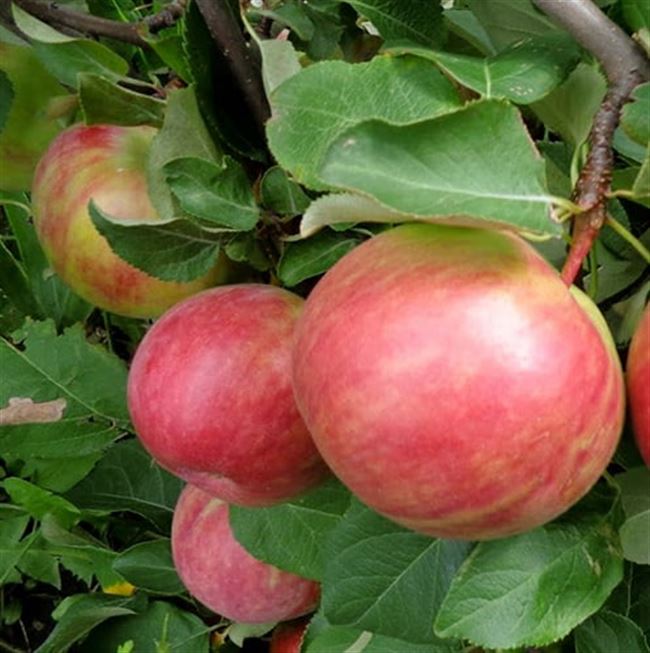 Яблоня сорта первоуральская: описание и особенности, агротехника выращивания, фото — Ваш дачный участок
