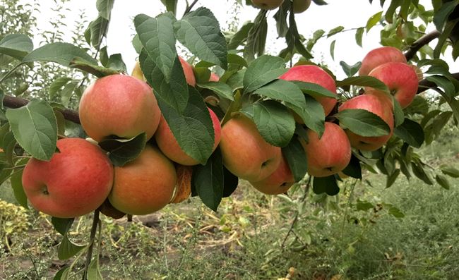 Описание и характеристики сорта Яблони Пинова, выращивание в разных регионах