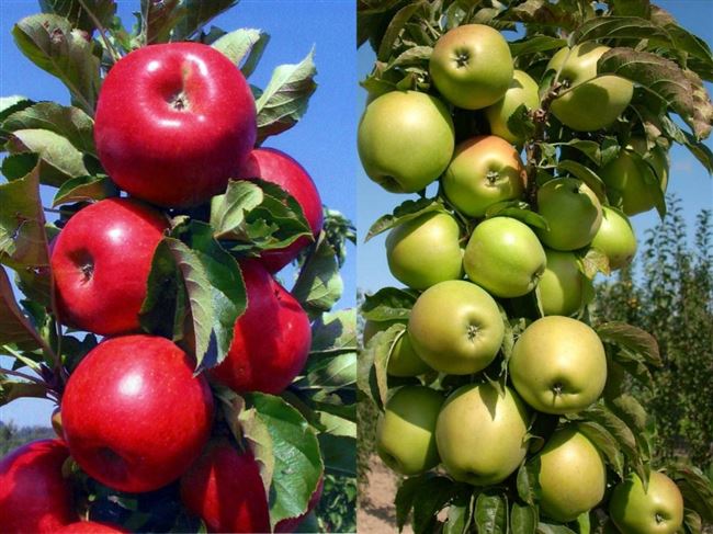 Колоновидная яблоня. Описание, виды и советы по выращиванию