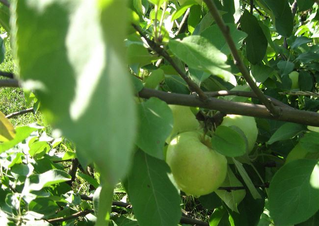 Карликовая яблоня Подснежник: описание, фото