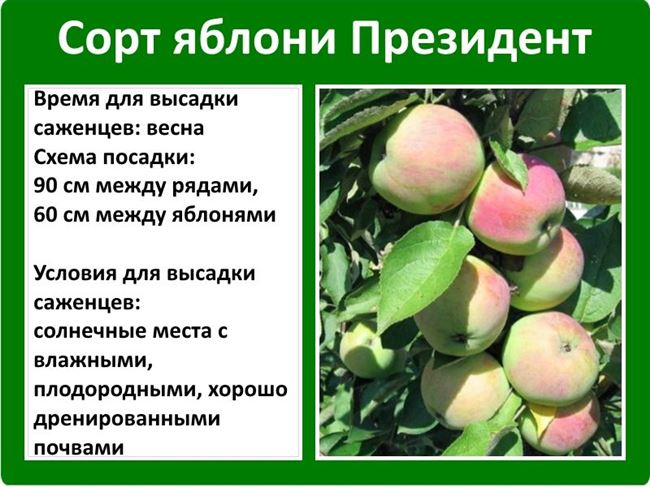 Яблоня Президент: ТОП отзывы, выращивание сорта с фото и видео