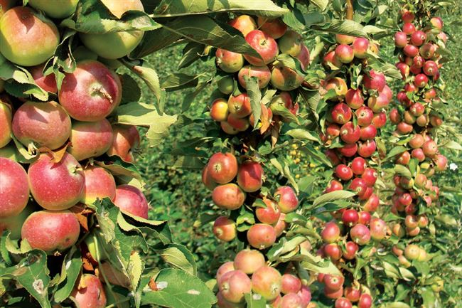Колоновидная яблоня Приокское — описание сорта, фото, отзывы