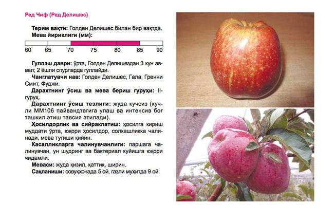 Сорт яблони Ред Чиф: фото, отзывы, описание, характеристики.