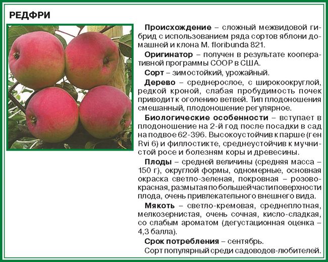 Яблоня Ред Фри: описание сорта, фото, правила посадки и ухода, хранения урожая яблок, отзывы садоводов