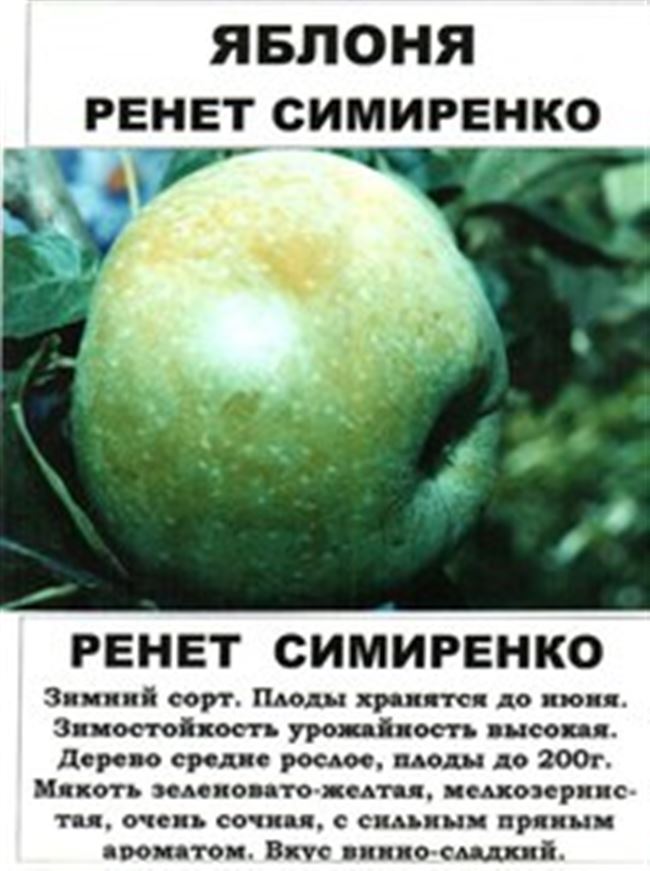 Яблоня «Симиренко»: описание сорта, фото и отзывы