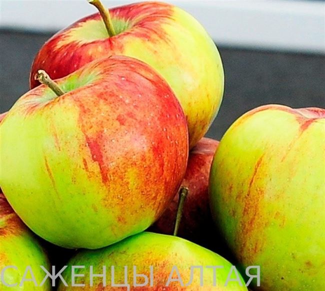 Выращивание яблони Россошанское полосатое