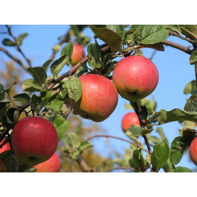 Описание сорта яблони Скала: фото яблок, важные характеристики, урожайность с дерева