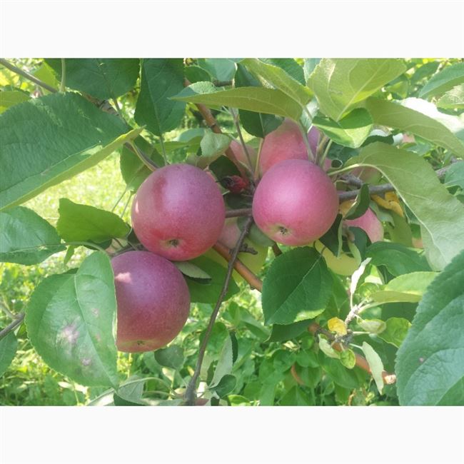 Описание сорта яблони Слава победителям: фото яблок, важные характеристики, урожайность с дерева