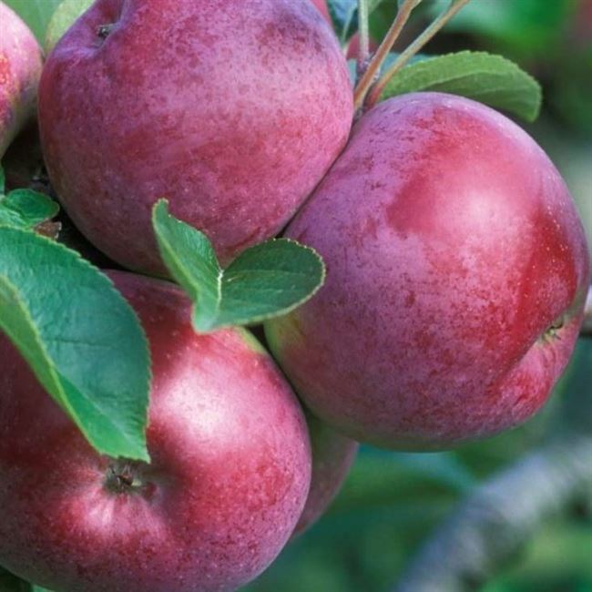 Характеристики сорта яблони Спартан. Особенности ухода и нюансы выращивания этой поздней яблони.