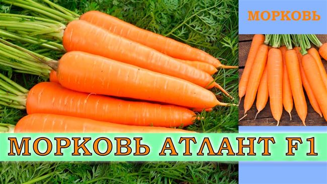 Холидей — сорт растения Морковь