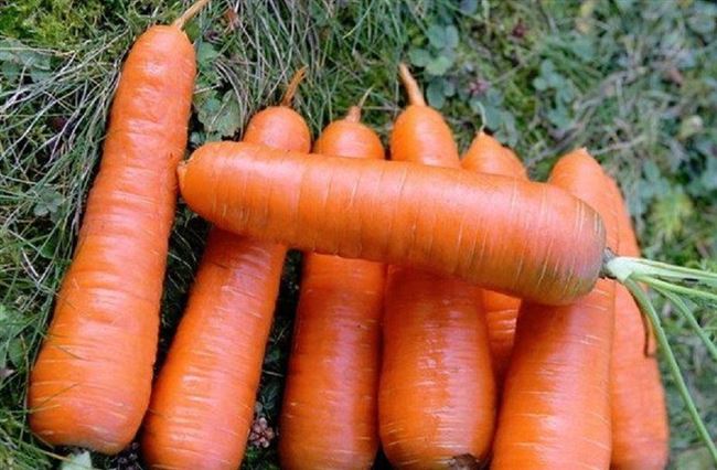 Красивая француженка морковь Шантане описание сорта