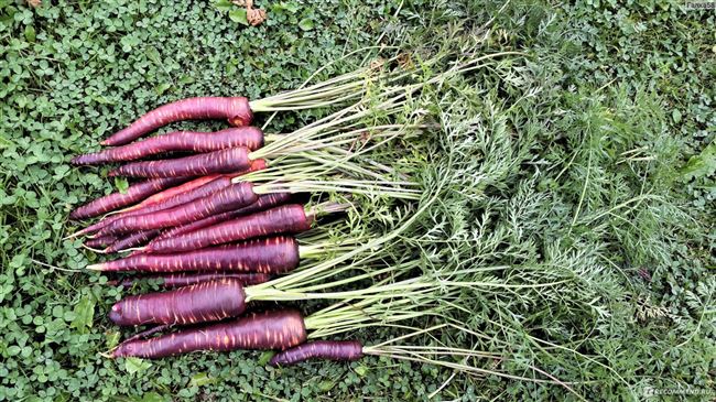 Семена моркови "Шоколадный заяц F1" "Premium seeds" - отзыв