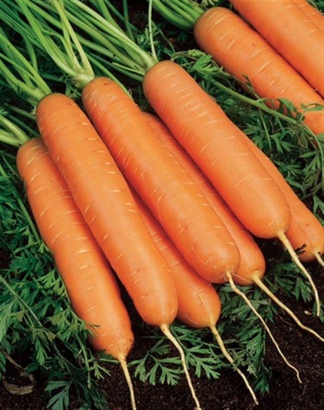 Морковь Юкон F1 — фото урожая, цены, отзывы и особенности выращивания