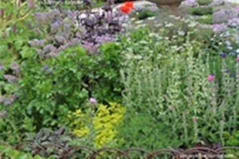 Пряные травы на даче и огороде — выращивание и уход (+фото) | Сайт о саде, даче и комнатных растениях.