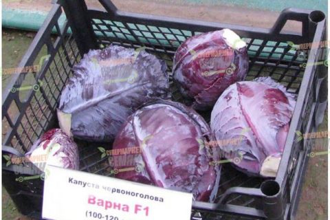 Сорта краснокочанной капусты: с описанием, фото, характеристиками и агротехникой